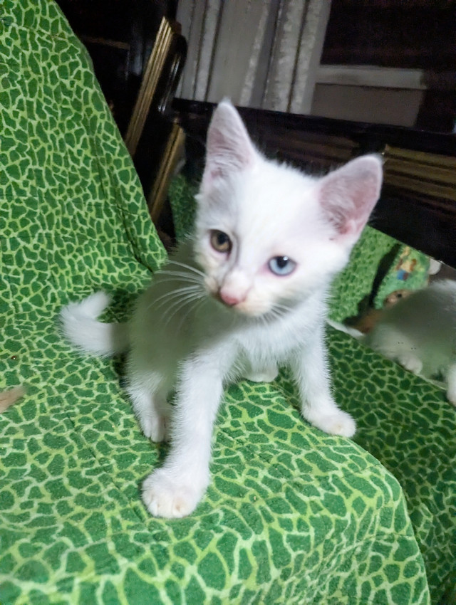 Sweet munchkin elf kittens ready for homes in Cats & Kittens for Rehoming in Richmond - Image 3