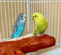 3 month old baby boy budgies with cage, wood perches & accessori