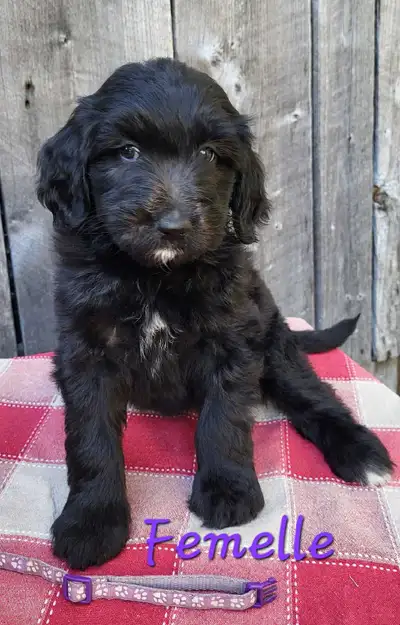 Chiots Goldendoodle/Labradoodle, View more