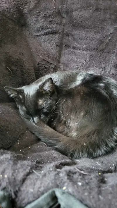 kitten for sale, View more