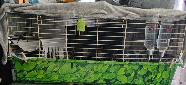 Full Complete Cage Setup & Skinny Pigs! in Animal & Pet Services in Dartmouth