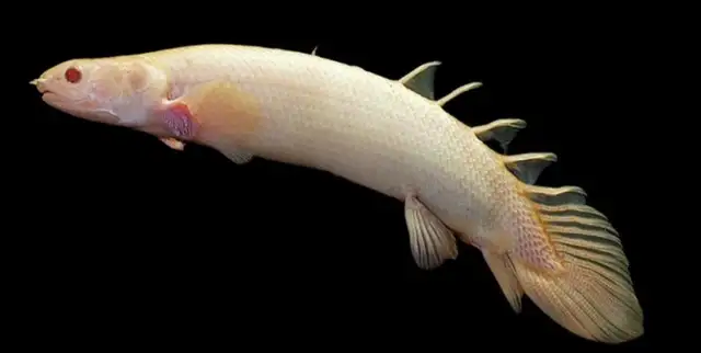 Looking for Albino Senegal Bichirs in Fish for Rehoming in Saskatoon - Image 2