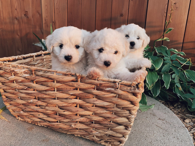 Bichon Frise Puppies in Dogs & Puppies for Rehoming in Winnipeg