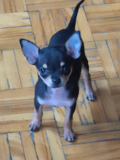 Chihuahua, View more