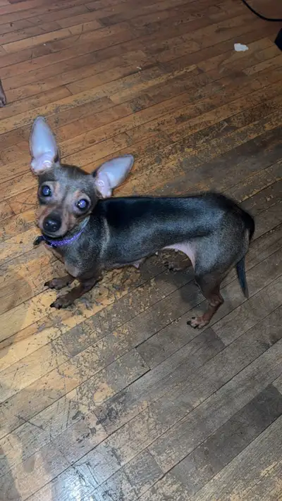 Female chihuahua for sale, View more