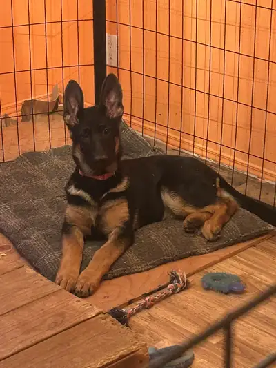 Female, CKC Reg, micro chipped. 16 weeks, All puppy shots. Vet checked. Sire European Champion, dam...
