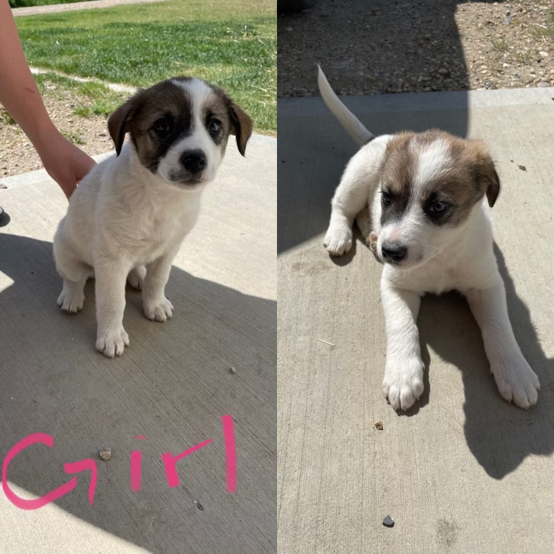 Puppies for Sale Sexsmith, AB Area Dogs & Puppies for Rehoming