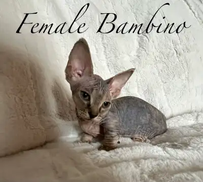 Sphynx Kittens, View more