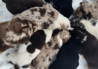 Reste seulement 4 adorables chiots Labrador x Berger Australien sur une portée de 12. Un mâle et 3 f...