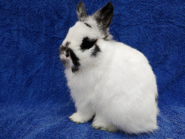 EXTRAORDINARY NETHERLAND DWARF BABY BUNNIES in Small Animals for Rehoming in Kingston
