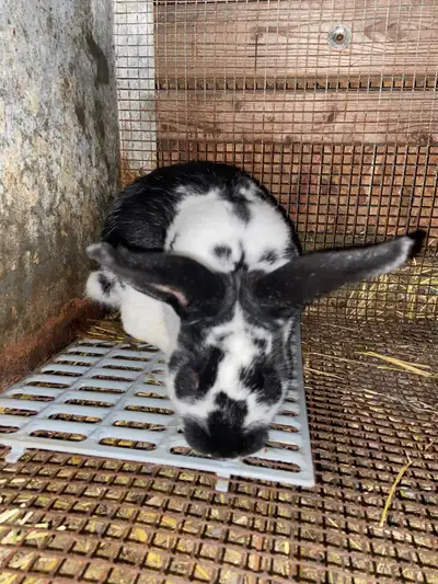 Plusieurs lapins mâles et femelles NZ et autres, lapins en bonne santé, vue par un vétérinaire. Pas...