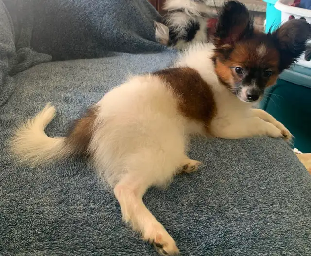 Papillon in Dogs & Puppies for Rehoming in Oshawa / Durham Region - Image 4