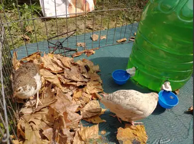 2 male Quail 9 weeks ols, View more