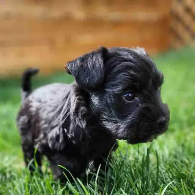 Black male miniature schnauzer for sale. Born April 11th. Ready for his new home June 21st. Mother -...