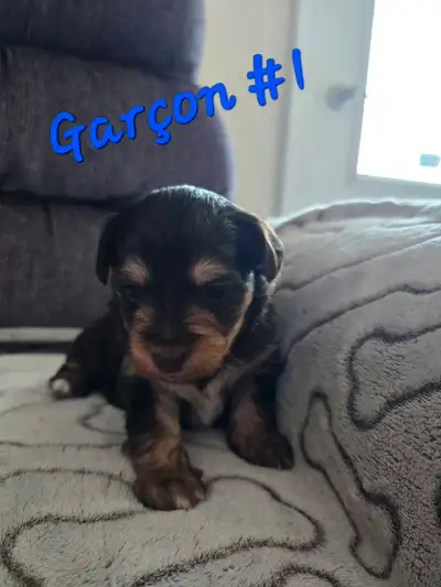 Beaux petits Yorkipoo, Voir plus