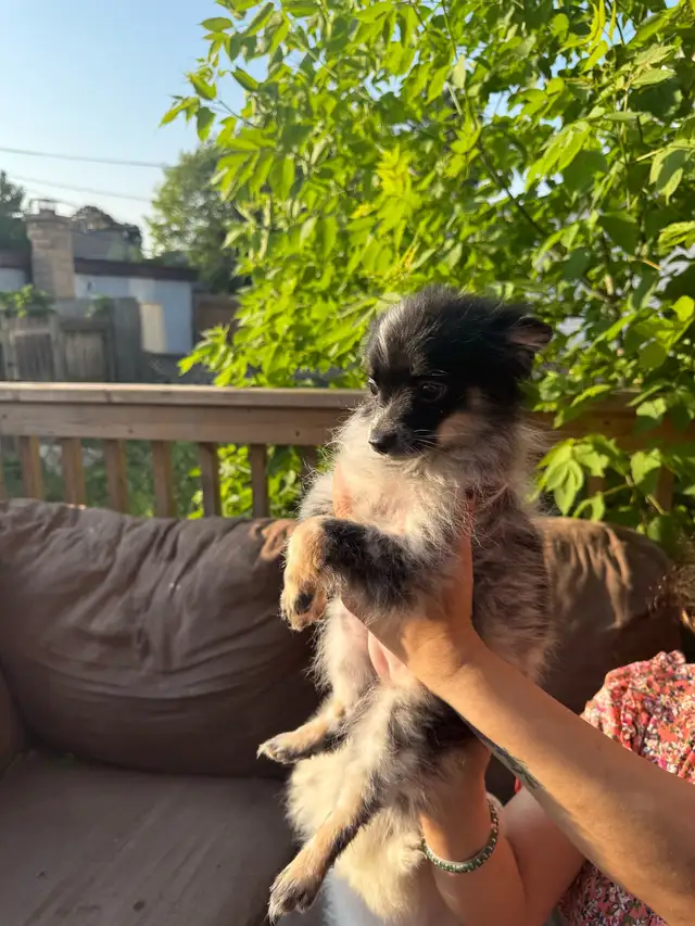 Mini Pomeranian for Sale in Dogs & Puppies for Rehoming in Hamilton - Image 3