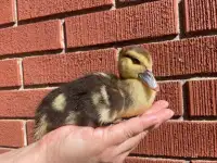 We have Day old Muscovy Baby Duck (Ducklings). $20 each