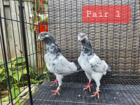Pakistani Highflyer pigeons