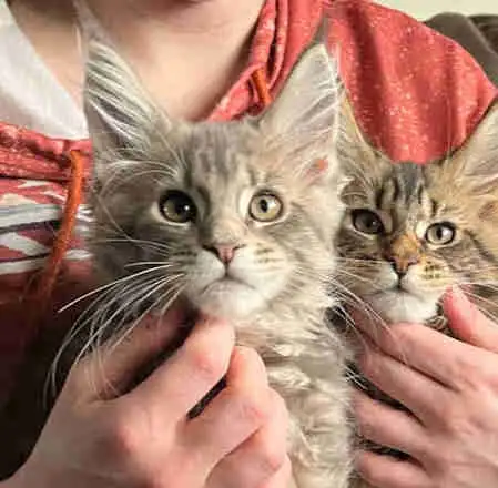chatons mainecoon in Cats & Kittens for Rehoming in Lac-Saint-Jean - Image 6