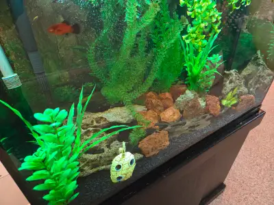 Fish Tank and Contents for rehoming, View more