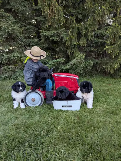 Newfoundland puppies waiting for their forever home. Vet checked, first shots and dewormed. They hav...