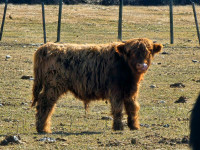 Highland Bull Calf 