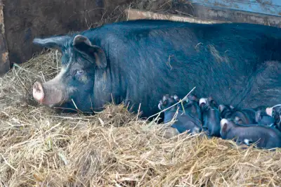 Weaner piglets. Berkshire, Tamworth, Old spot, View more