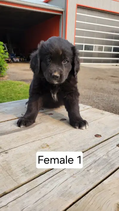 We have a litter of 9 adorable labernese pups waiting for a new home! With a bernese mountain dog Da...