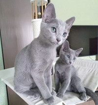 Purebred RBlue breed kittens (vet records)