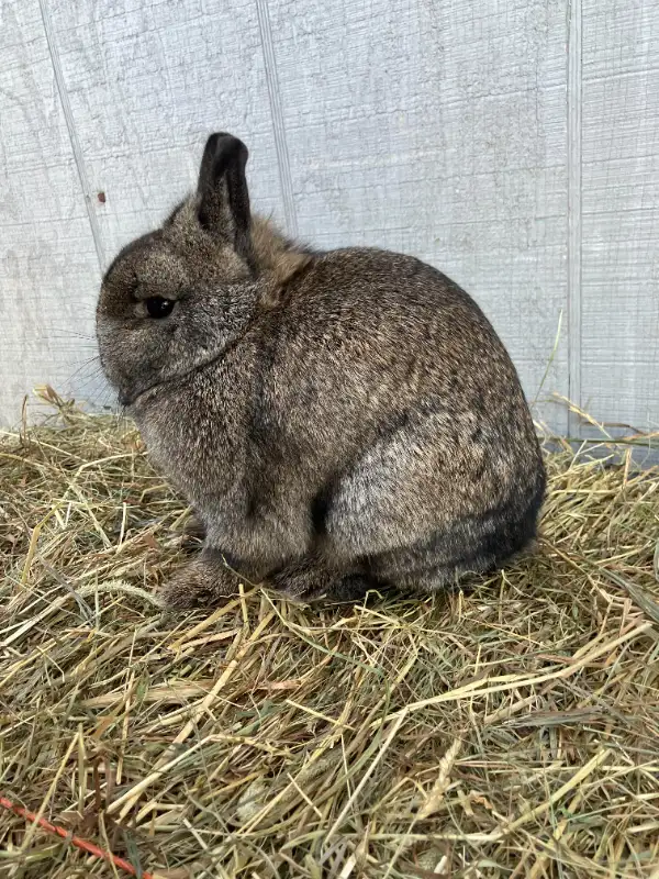 EXTRAORDINARY VIENNA-MARKED HARLEQUIN HOLLAND LOP MALE BUNNY in Small Animals for Rehoming in City of Toronto - Image 9