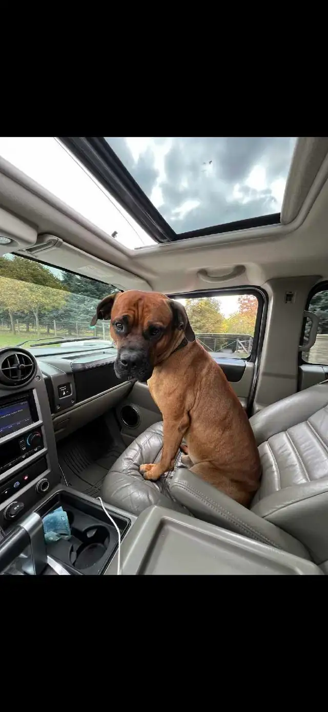 Bullmastiff,  Presa Canario, Pit Mix Puppies in Dogs & Puppies for Rehoming in Leamington - Image 8