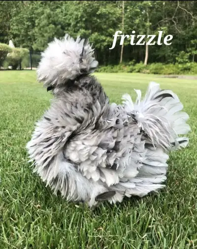PUREBRED SILKIE CHICKS Hatched march 9th 2025 All very healthy. Eating, drinking and pooping well. H...