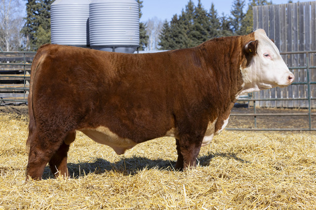 Yearling Bulls for Sale (Rocky Mountain House) in Livestock in Red Deer - Image 4