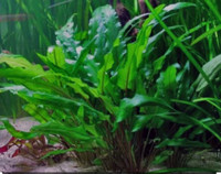 Cryptocoryne Wenditi green and brown (sold out)_ aquarium plant 