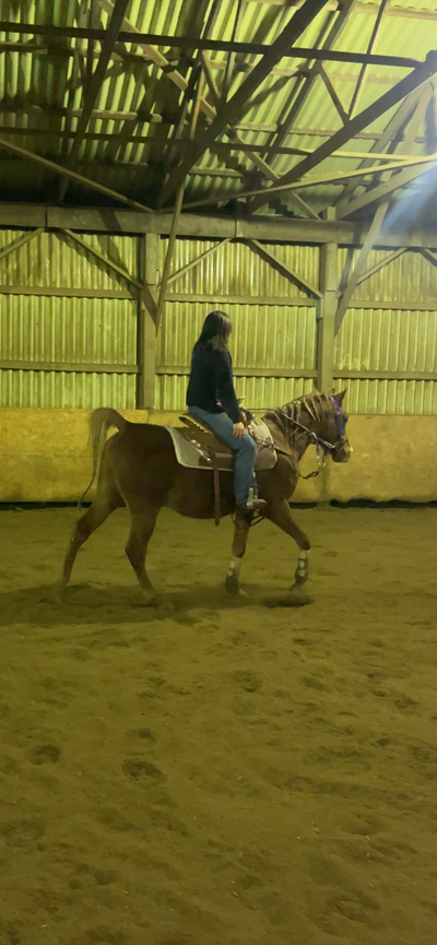 Professional horse training, View more