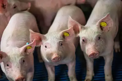 ISO Weiner Pigs, View more