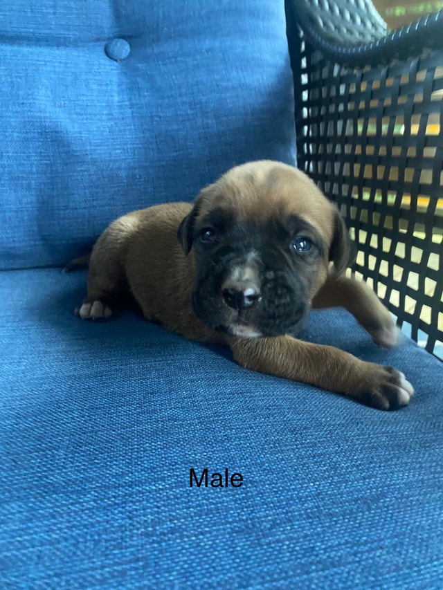 Boxer pups for Rehoming Dogs & Puppies for Rehoming London Kijiji