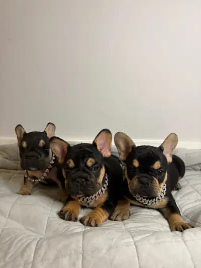 AKC French bulldog puppies, View more
