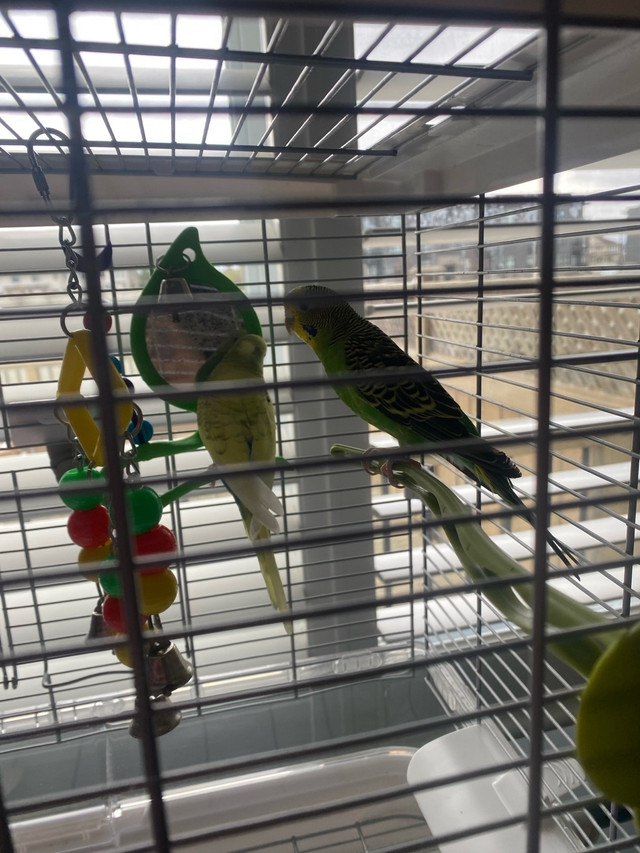 Budgies  in Birds for Rehoming in Ottawa - Image 3