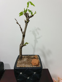 Wisteria bonsai ( shipping fee extra)