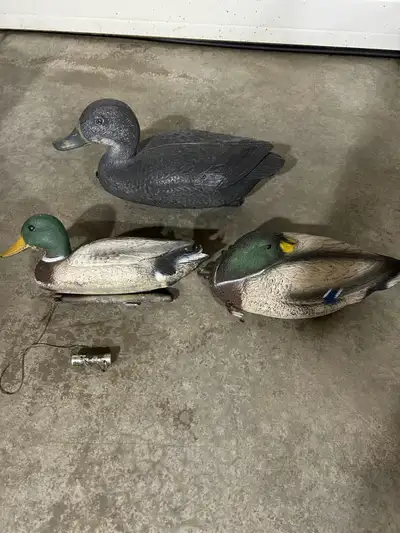 Ducks for pond, 15 pieces, View more