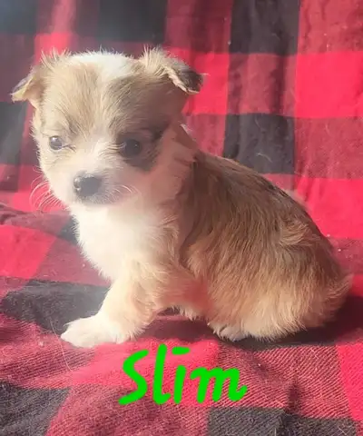TINY female Chihuahua Puppies, View more