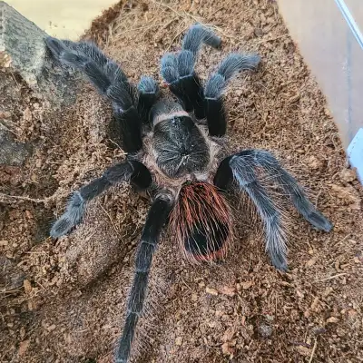 tarantulas: l. klugi (scarlet birdeater) 6” female $300 one available g. anthracina (brazilian giant...