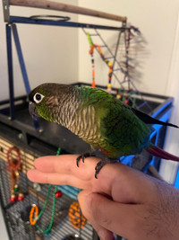 Green cheek Conure for rehoming + large cage and toys