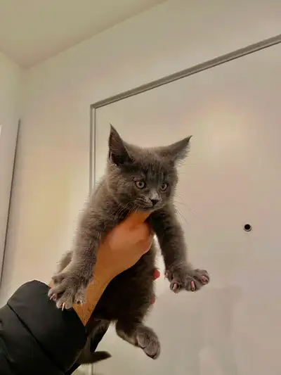 Beautiful Maine Coon mix British Shorthair male kitten. He has received his vaccinations and dewormi...