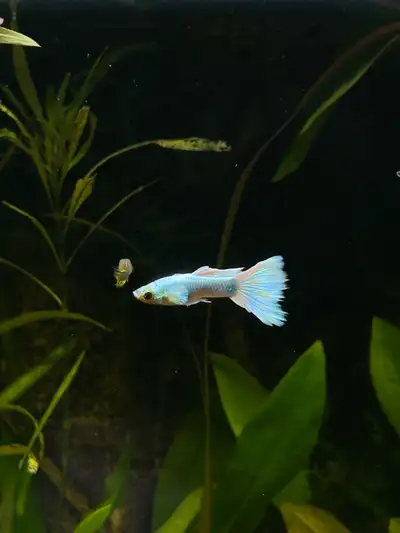 White Male Guppy, View more
