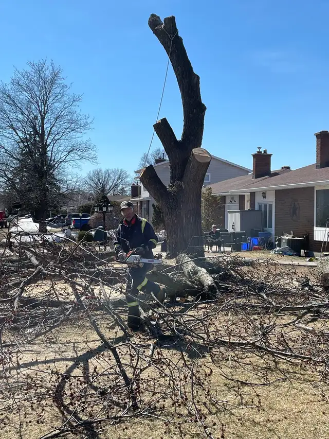 Tree Service63235065998081124