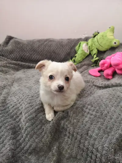 ❤️ VALENTYNE ENTERPRISE ❤️ CHIHUAHUA PUPS READY NOW 705-930-3541, View more