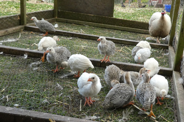 GUINEA FOWL KEETS in Livestock in Truro - Image 2
