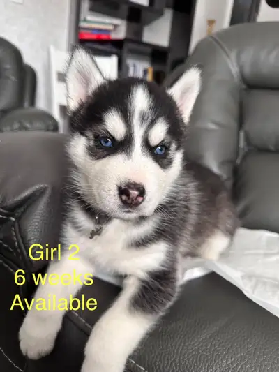 Siberian Husky pups (2 girls available), View more